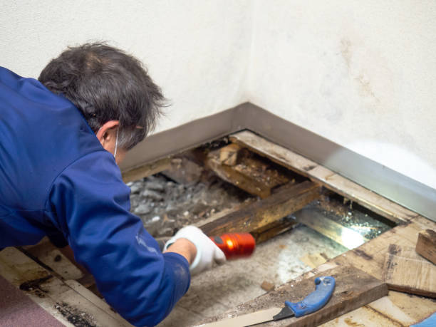 Best Toxic Mold Removal  in Teviston, CA