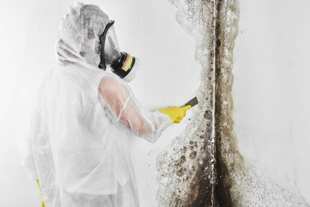 Best Mold Remediation  in Teviston, CA