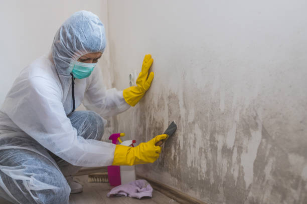 Best Affordable Mold Removal  in Teviston, CA