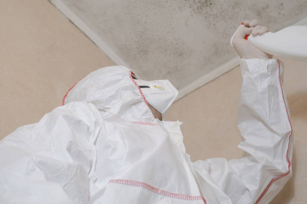 Trusted Teviston, CA Mold Removal Experts