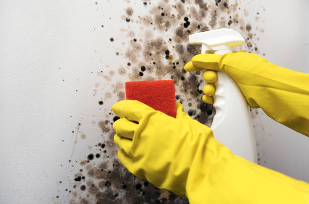 Best Black Mold Removal  in Teviston, CA