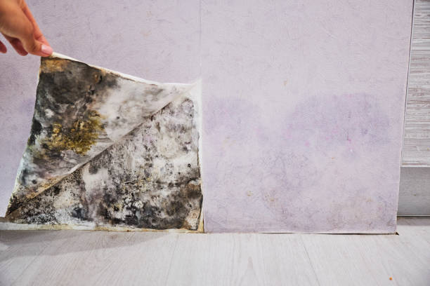 Best Emergency Mold Removal  in Teviston, CA